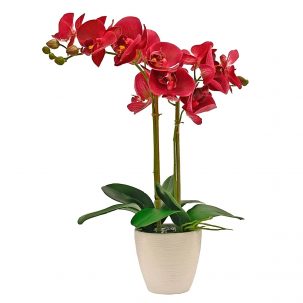 Орхидея в горшке "Бордовая"